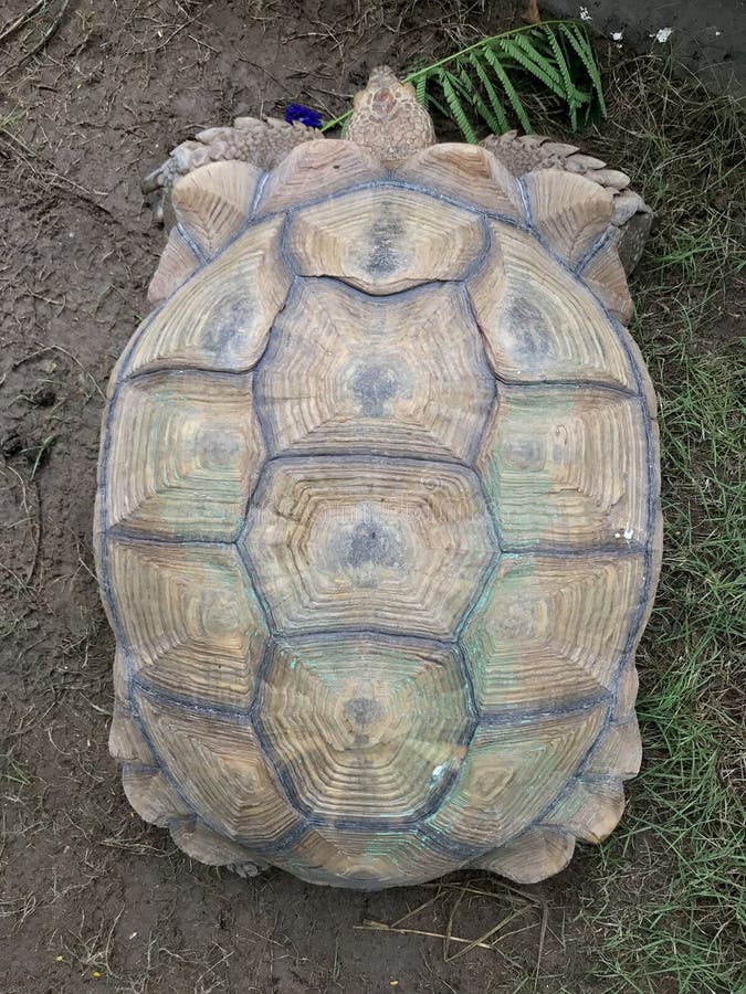 Çurtle